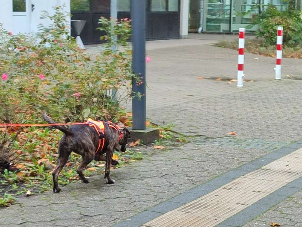 Hundetreffen-Spaß am Mantrailing-Profilbild
