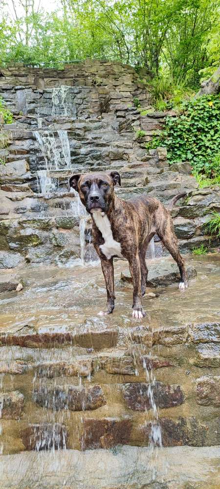 Hund und Wasserfall Banner