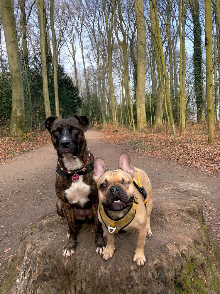 Freunde durch Dogorama 🐾🐾 Banner