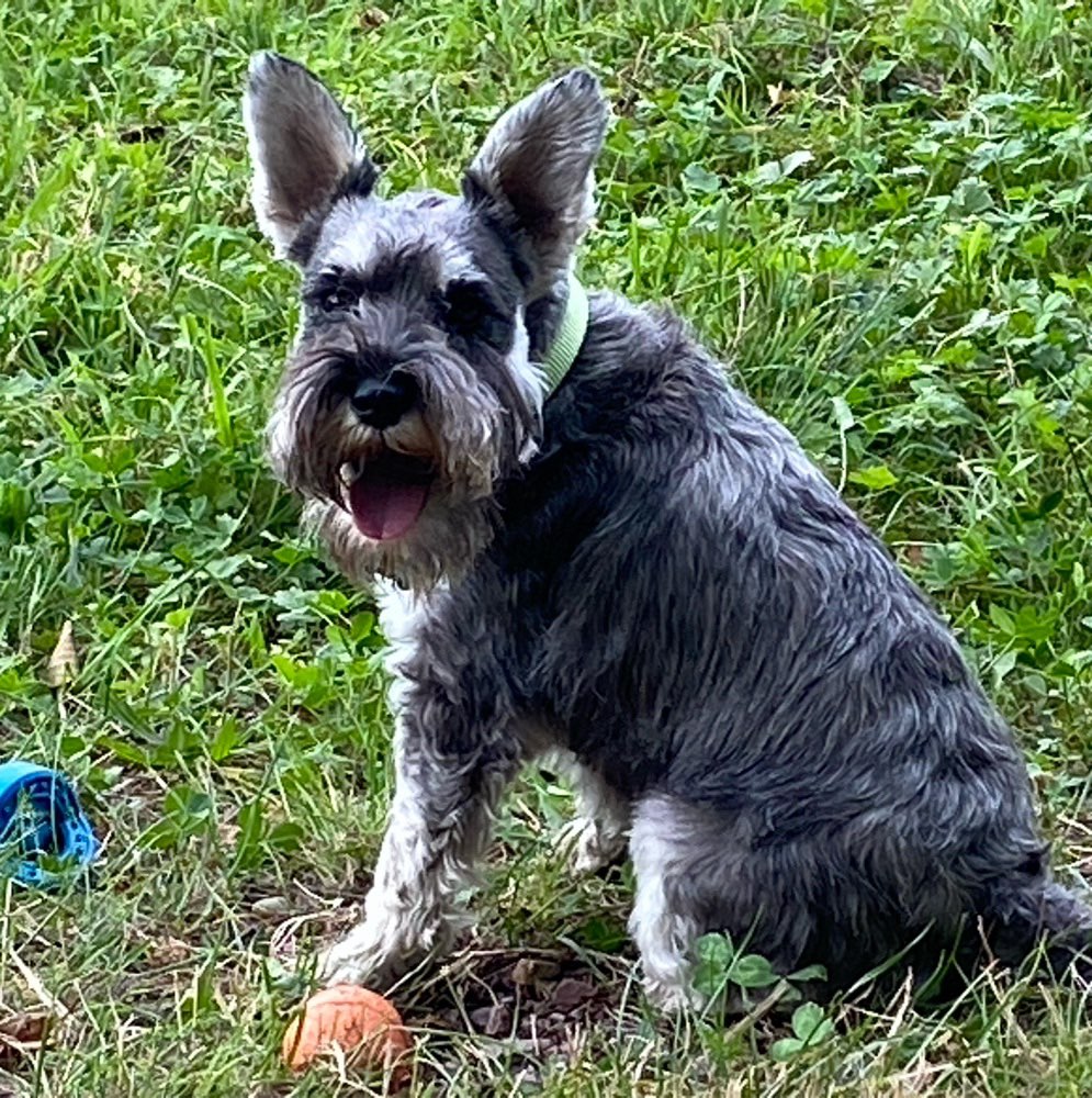 Hundetreffen-Ronja( Kleine Schnauzerhündin), 4 Jahre  alt, sehr lieb-Profilbild