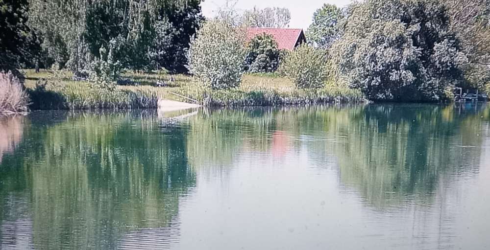 Giftköder-Silbersee Blaualgen gefunden am 1.7.26-Profilbild