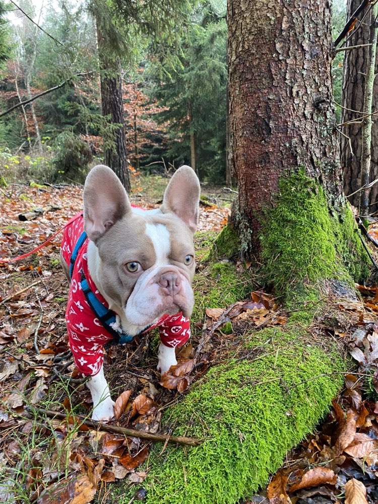 Hundetreffen-Treffen zum Gassi, spielen und toben-Profilbild