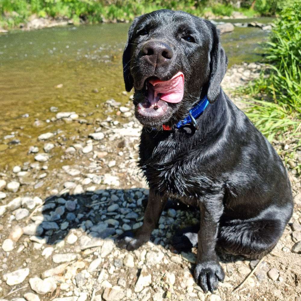 Hundetreffen-9 Monate alter Labrador sucht Freunde-Profilbild