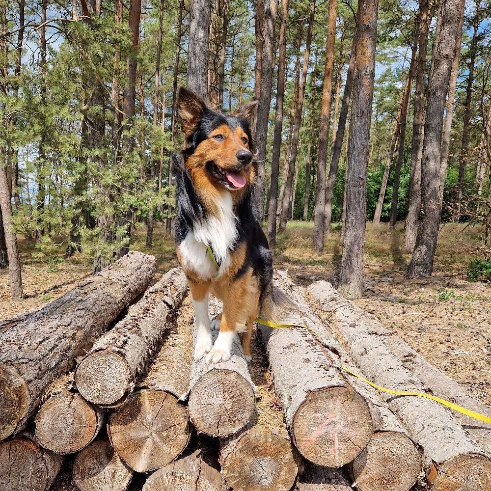 Hundetreffen-Wir suchen Trainings- und Spielpartner 🐕-Profilbild