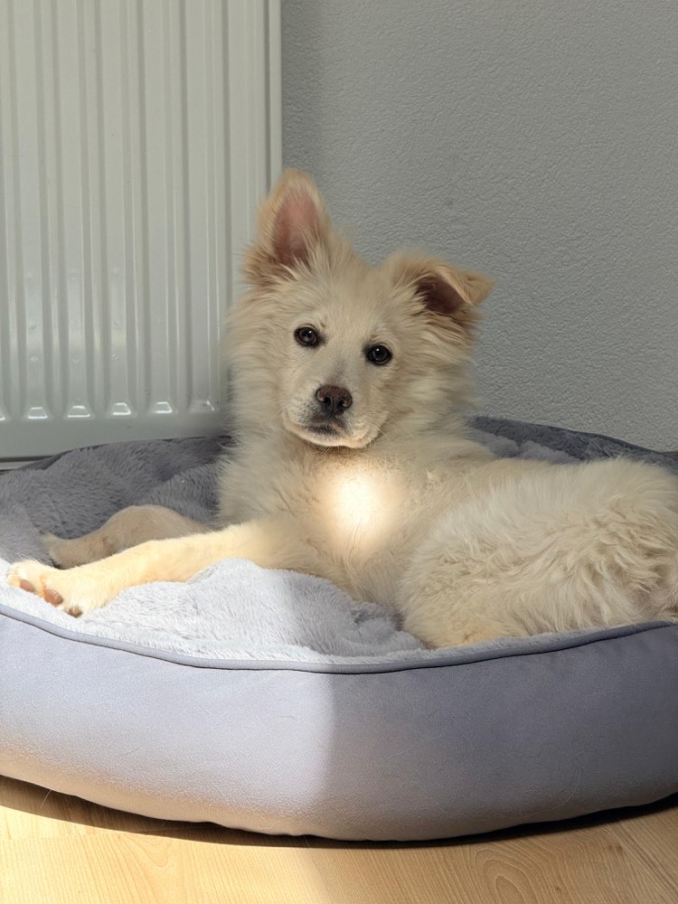 Hundetreffen-Spielkumpels-Profilbild