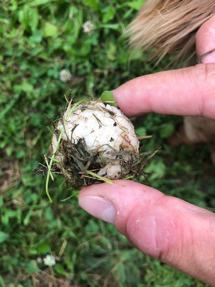 Giftköder-Möglicherweise Giftköder-Profilbild