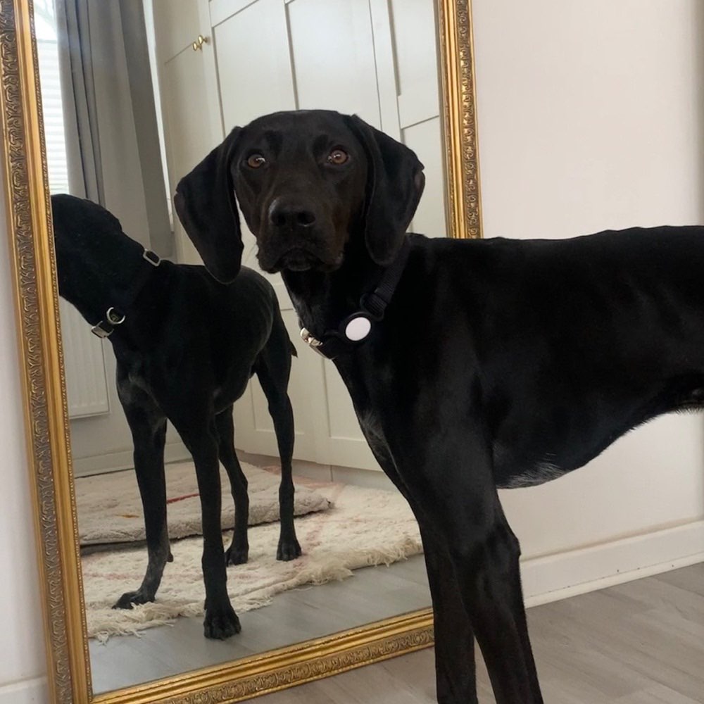 Hundetreffen-Social Walks-Profilbild