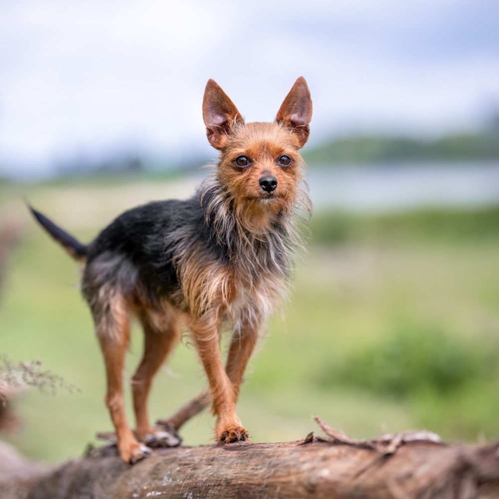 Hundetreffen-Gassi-/ Spielrunde-Profilbild