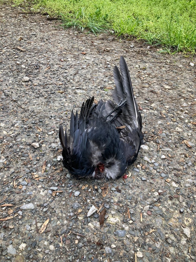 Giftköder-Toter geköpfter Rabe-Profilbild