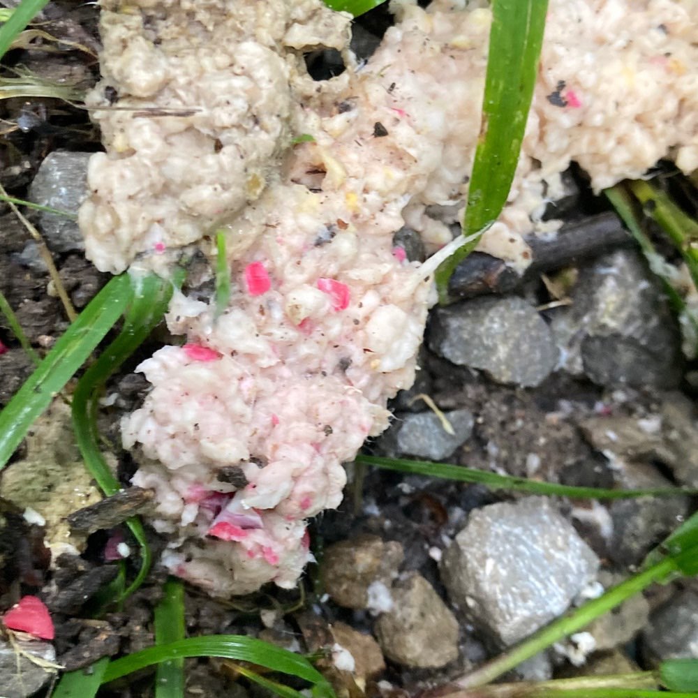 Giftköder-Giftköder- Köder und rotes Granulat?-Profilbild