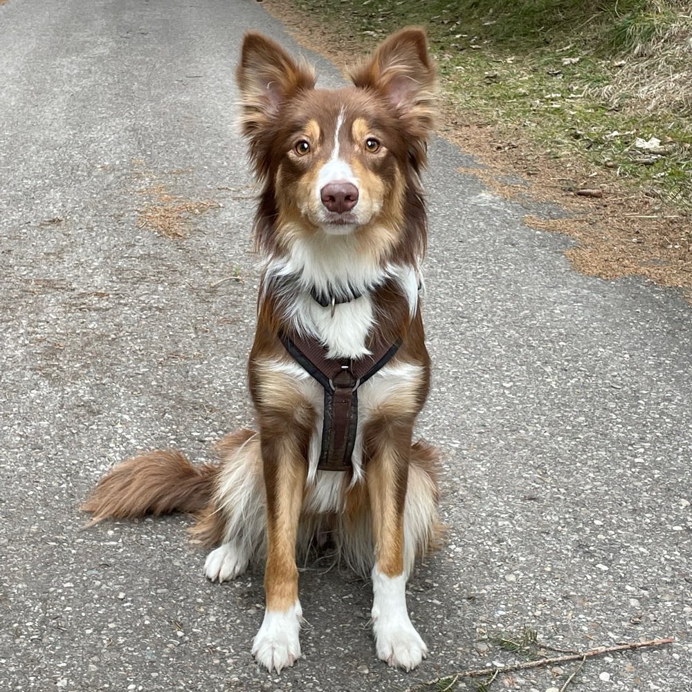 Hundetreffen-Spielen/Trainieren/ Spazieren in Bonn und Umgebung-Profilbild