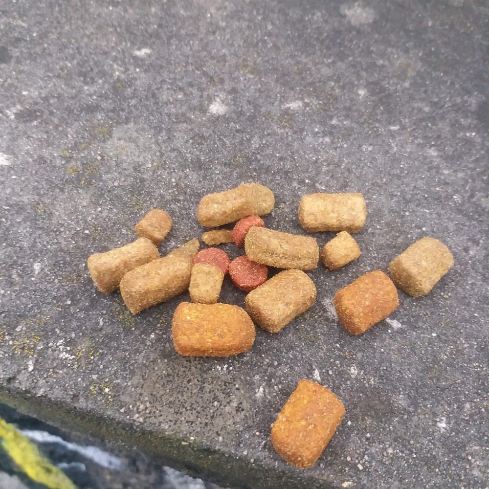 Giftköder-Giftköder-Profilbild