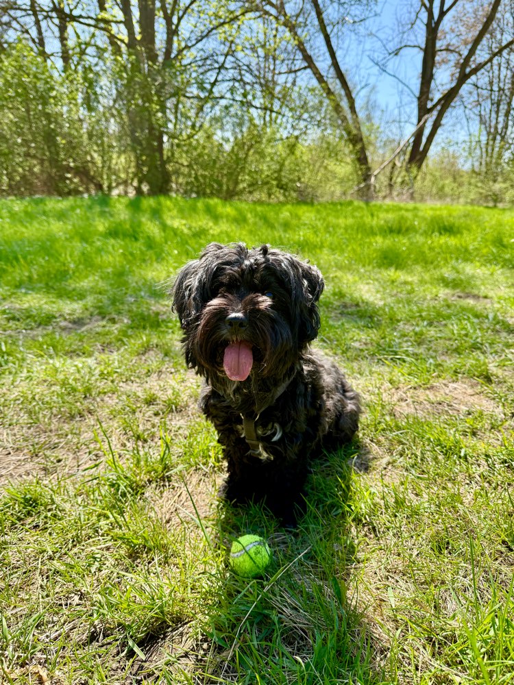Hundetreffen-🐾 Suche Hundefreunde für meinen Havaneser – Leipzig-Wahren/Auensee-Profilbild
