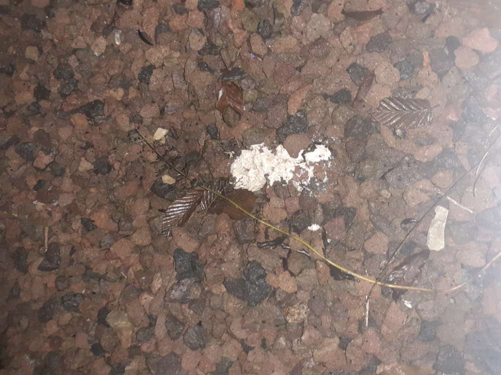 Giftköder-Vermehrte gelbe Haufen-Profilbild