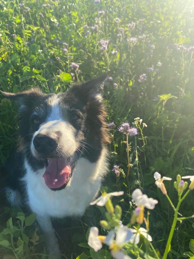 Hundetreffen-Spazieren gehen in Petershagen und Umgebung-Profilbild