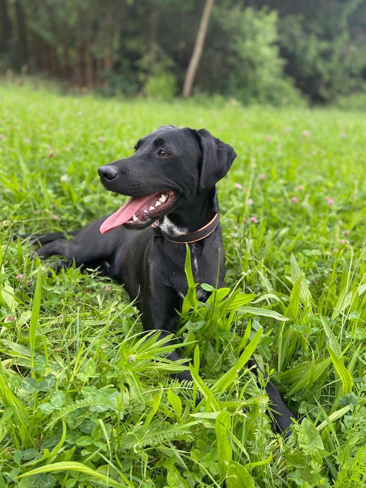 Hundetreffen-Spielkameraden für Labrador-Junghund (1 Jahr) gesucht!-Profilbild