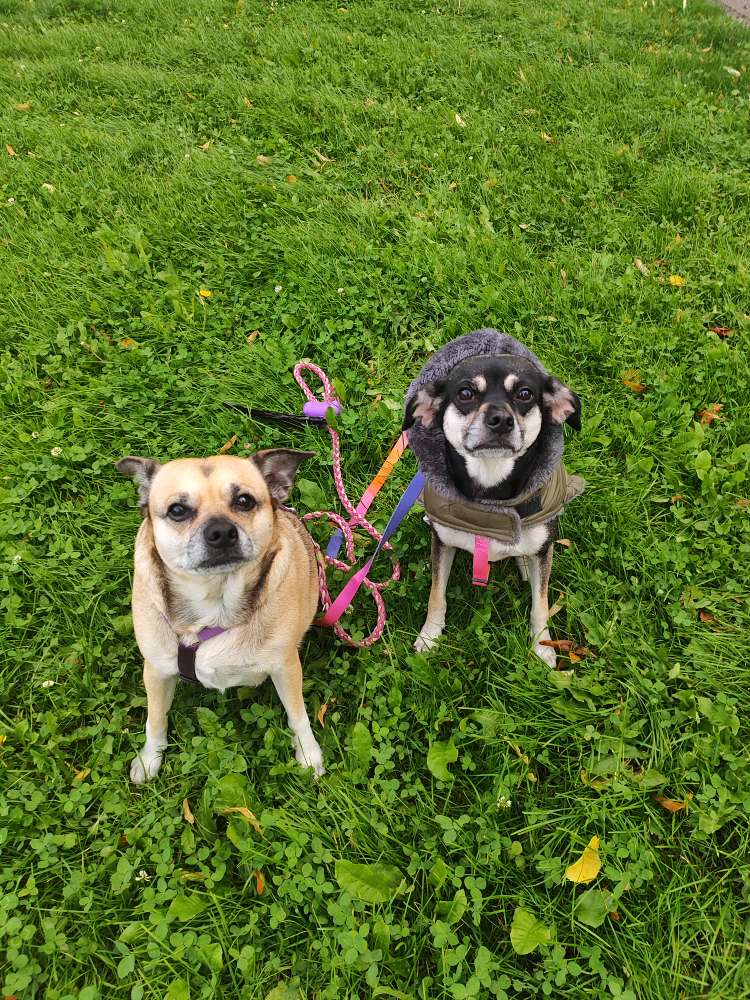 Hundetreffen-Hundebegegnungen üben-Profilbild