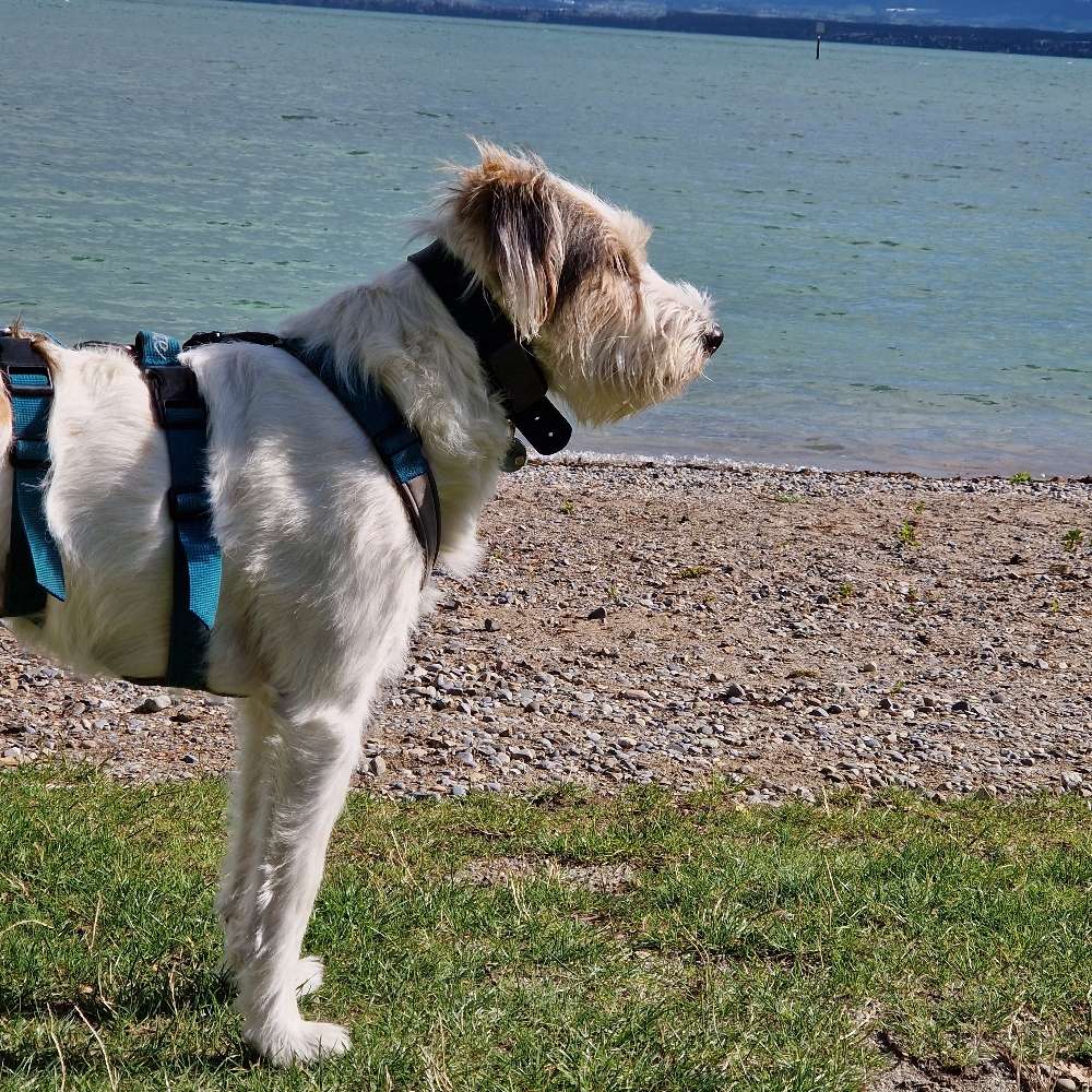 Hundetreffen-Gassirunde/Spielpartner-Profilbild