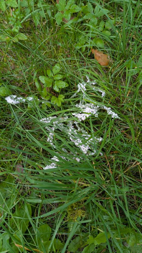 Giftköder-Weißes Pulver-Profilbild