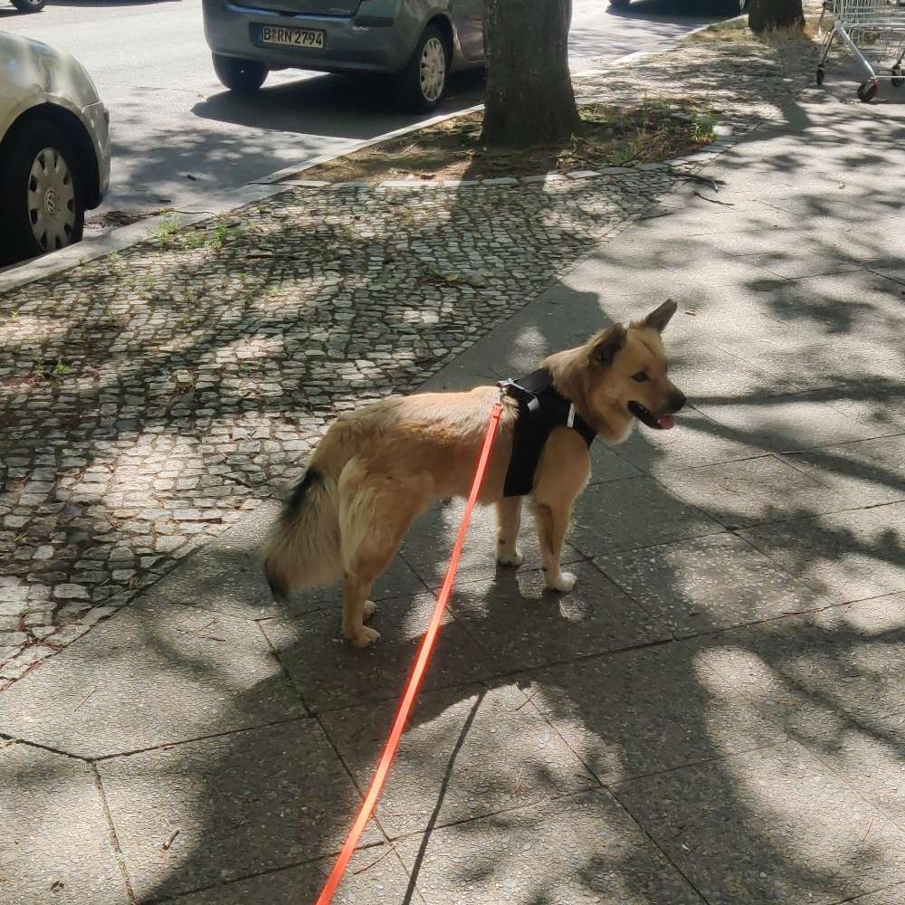 Hundetreffen-Social Walk :)-Profilbild