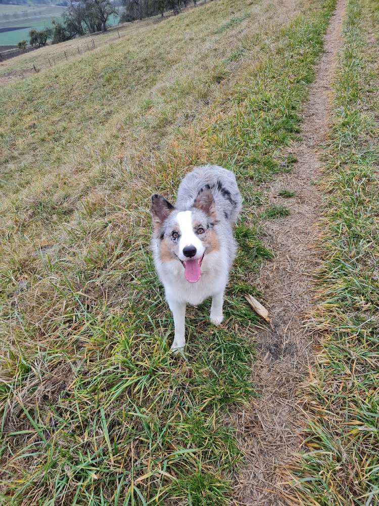 Hundetreffen-Spielen und Training-Profilbild