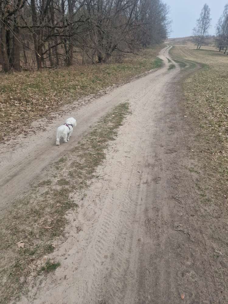 Hundetreffen-Hundefreund für Gassirunden/ spaziergänge und Spielerunden-Profilbild