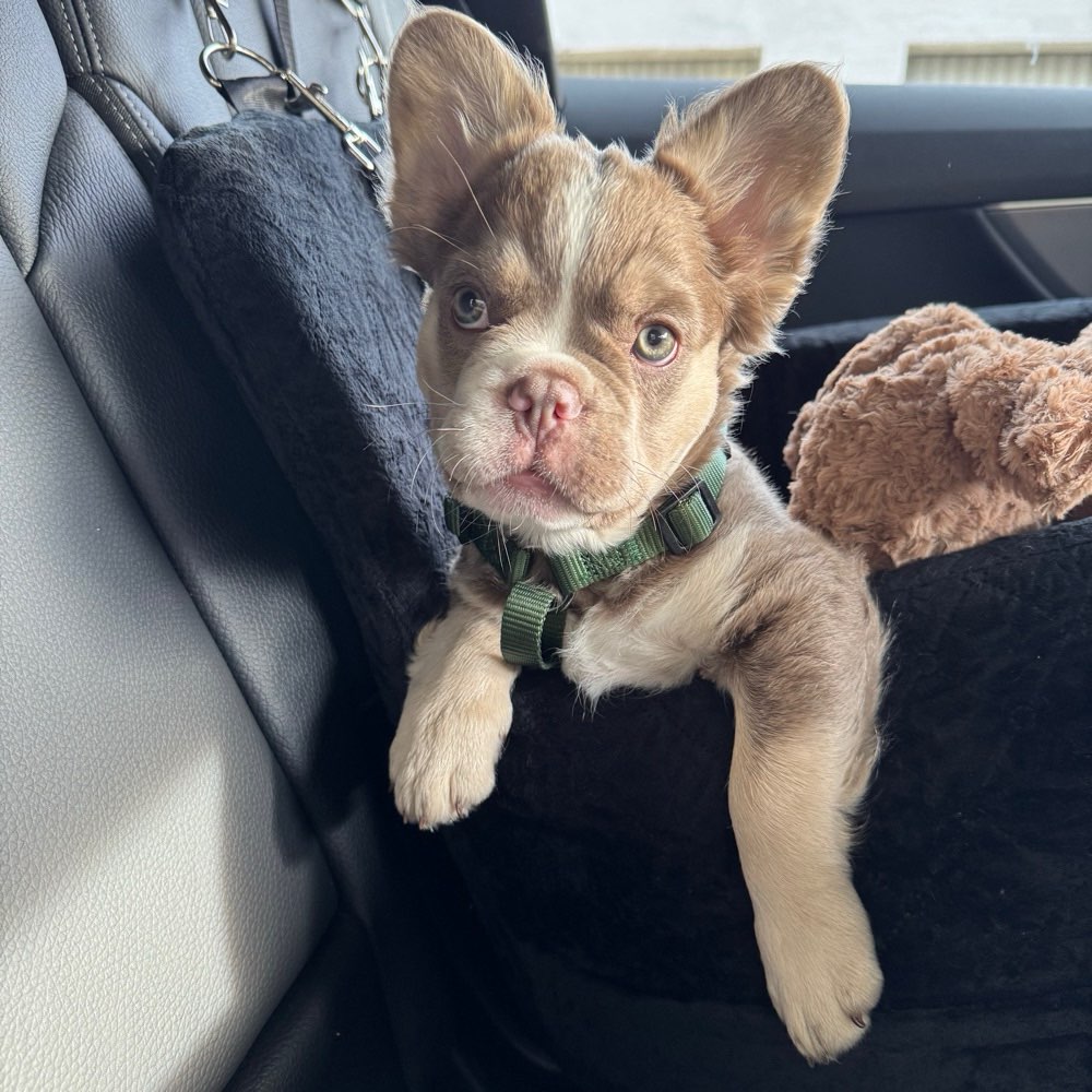 Hundetreffen-Momo sucht freunde in seinem alter 🙈-Profilbild