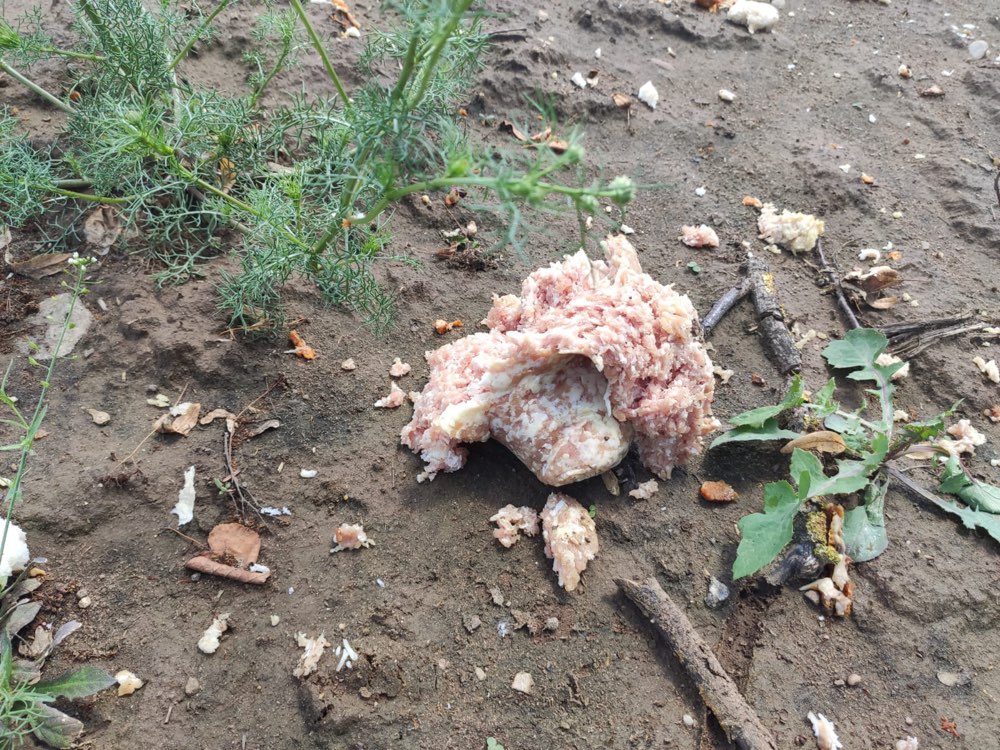 Giftköder-Giftköder !!!-Profilbild