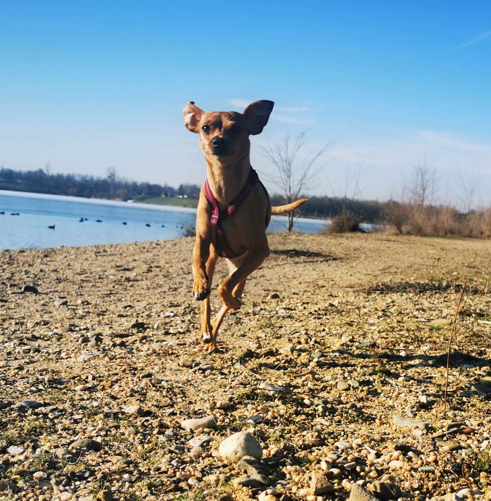 Hundetreffen-Hundekontakte-Profilbild