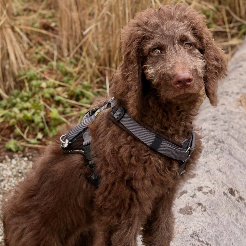 Hundetreffen-Gassi Partner gesucht-Profilbild