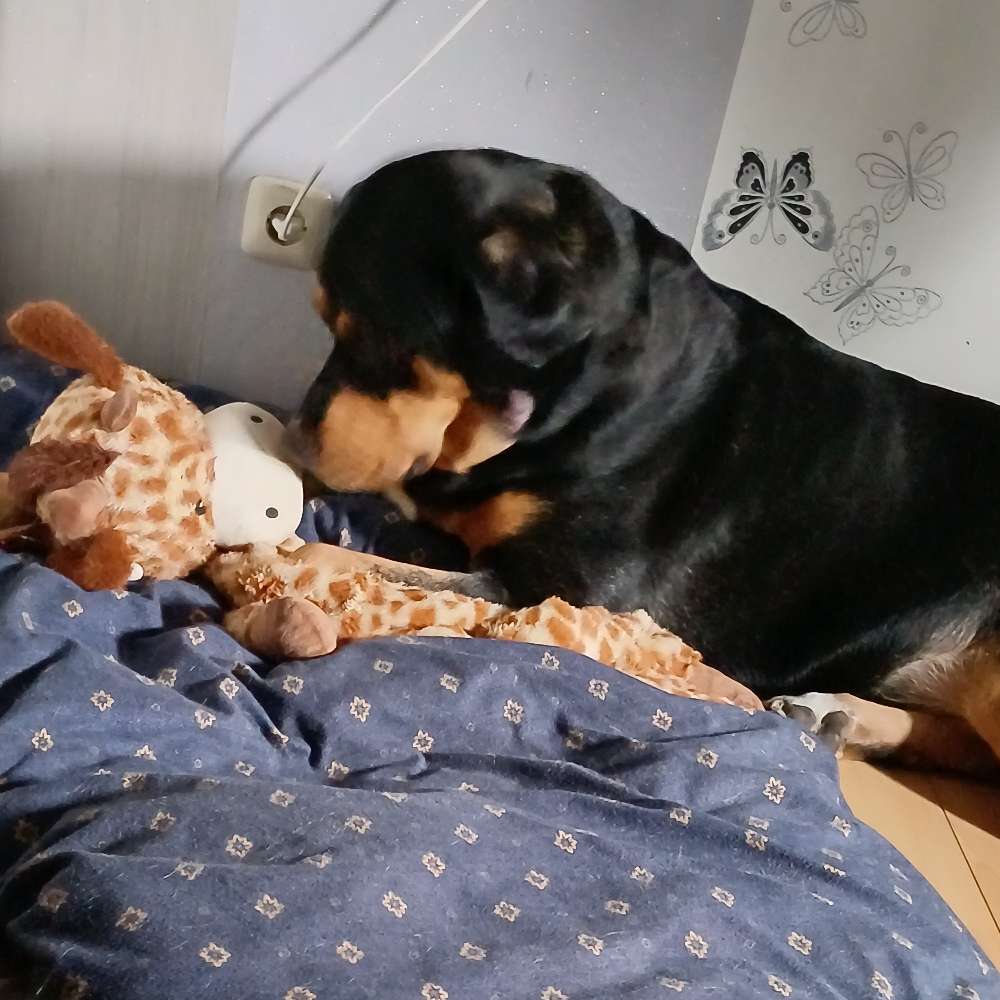Hundetreffen-Wer mag mein Freund werden?-Profilbild