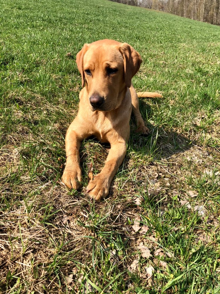 Hundetreffen-Spielrunde & Spaziergänge-Profilbild