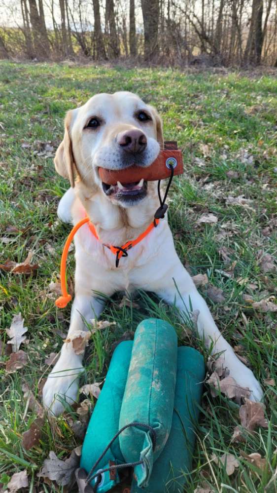 Hundetreffen-Dummyarbeit-Profilbild