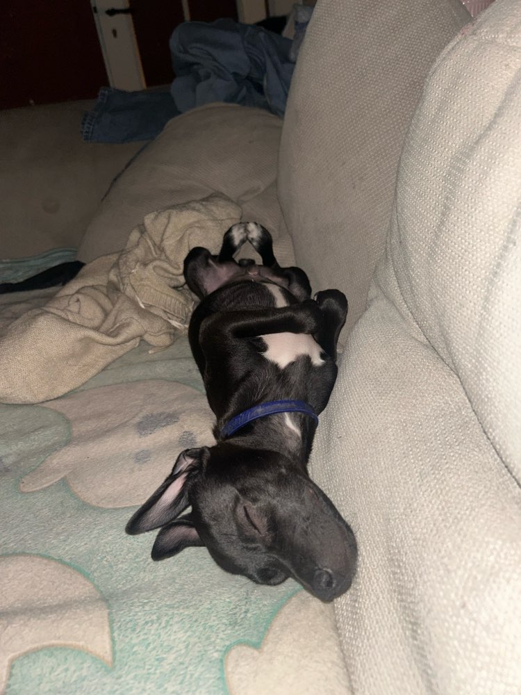 Hundetreffen-Welpen Treff/ jung Hunde Treff spielen und toben-Profilbild