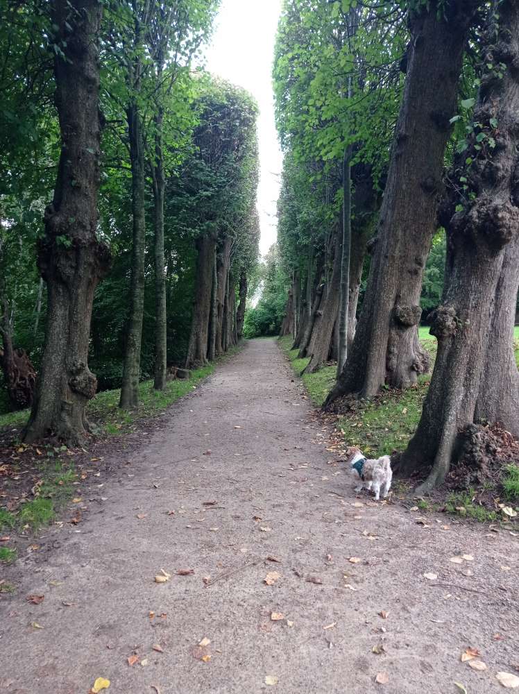 Hundetreffen-Hundetreff auf'm Land-Profilbild