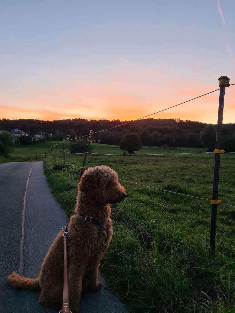 Hundetreffen-Hundefreunde gesucht 🐶💞-Profilbild