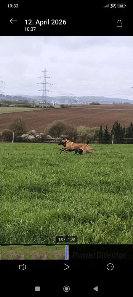 Hundetreffen-Hundetreff, gemeinsam spazieren gehen-Profilbild