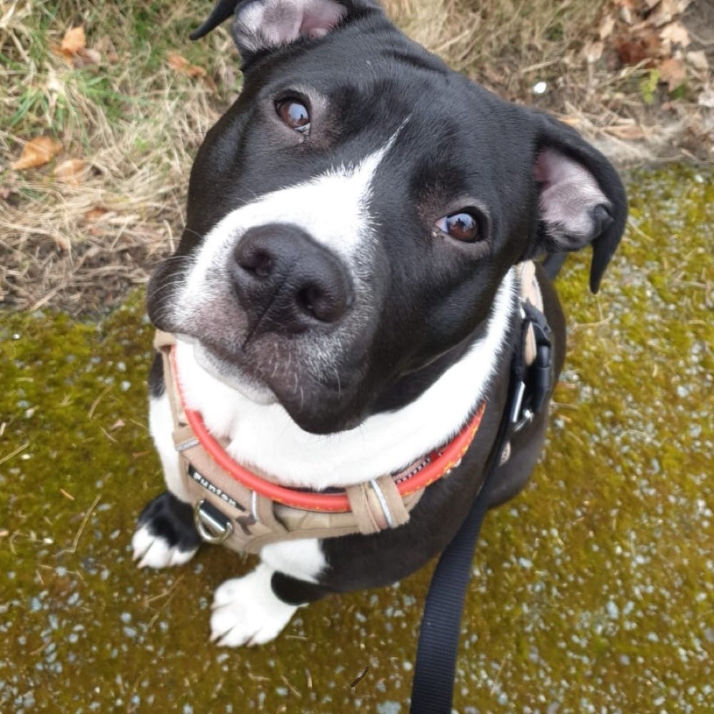 Hundetreffen-Spielen+ Gassirunde-Profilbild