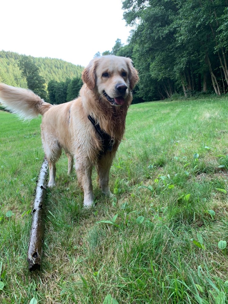 Hundetreffen-Wer möchte mit uns spazieren gehen ?-Profilbild