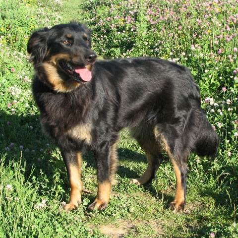 Giftköder-Frau fordert Hunde zu kämpfen-Profilbild