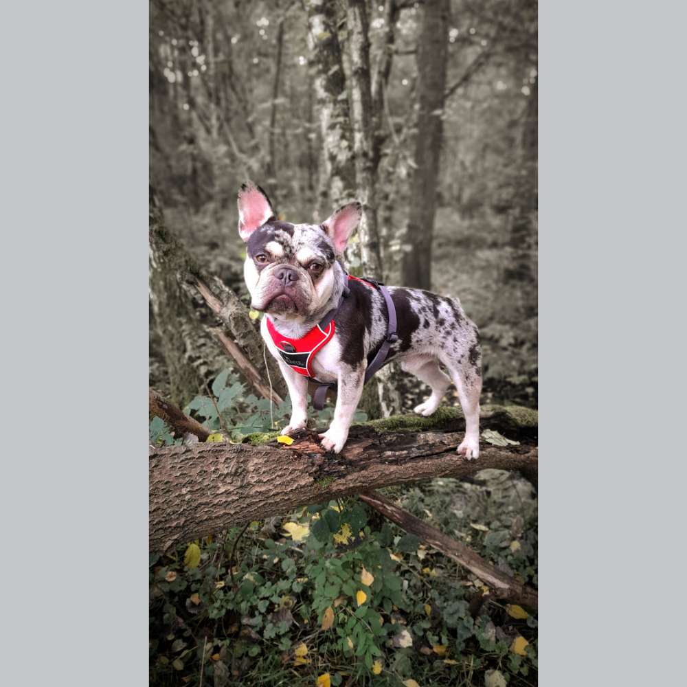 Hundetreffen-Hundekumpels gesucht-Profilbild