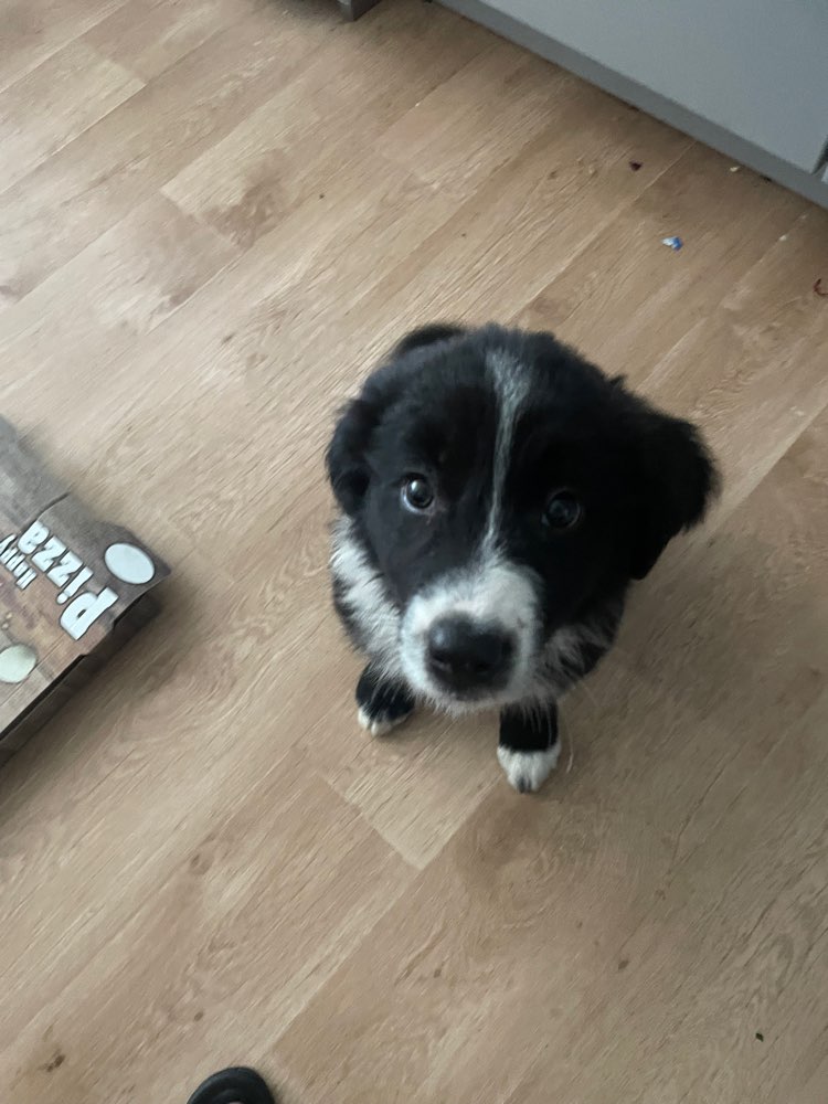 Hundetreffen-Hundefreunde gesucht! 🐾-Profilbild