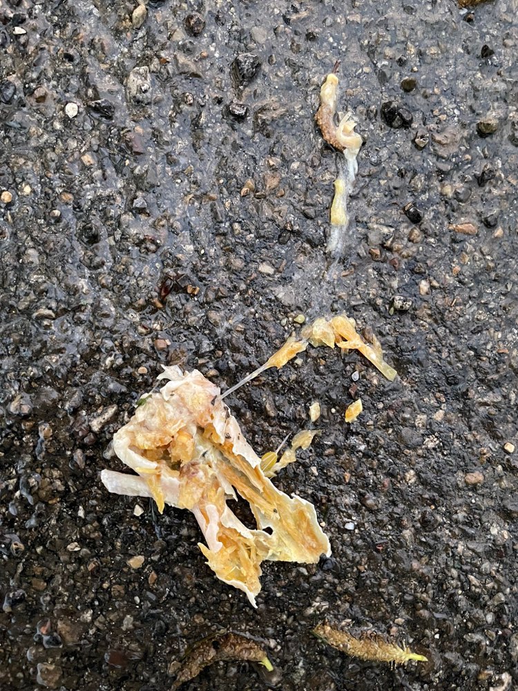 Giftköder-Möglicher Giftköder-Profilbild