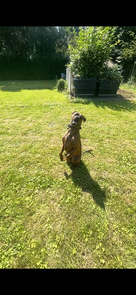 Hundetreffen-Spielkameraden gesucht :)-Profilbild