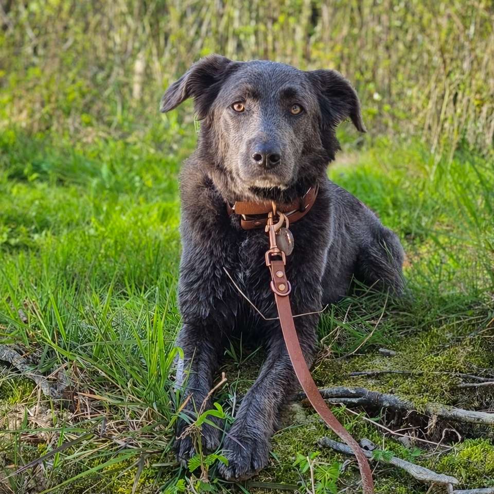Hundetreffen-Gemeinsam Spielen und Gassi gehen-Profilbild