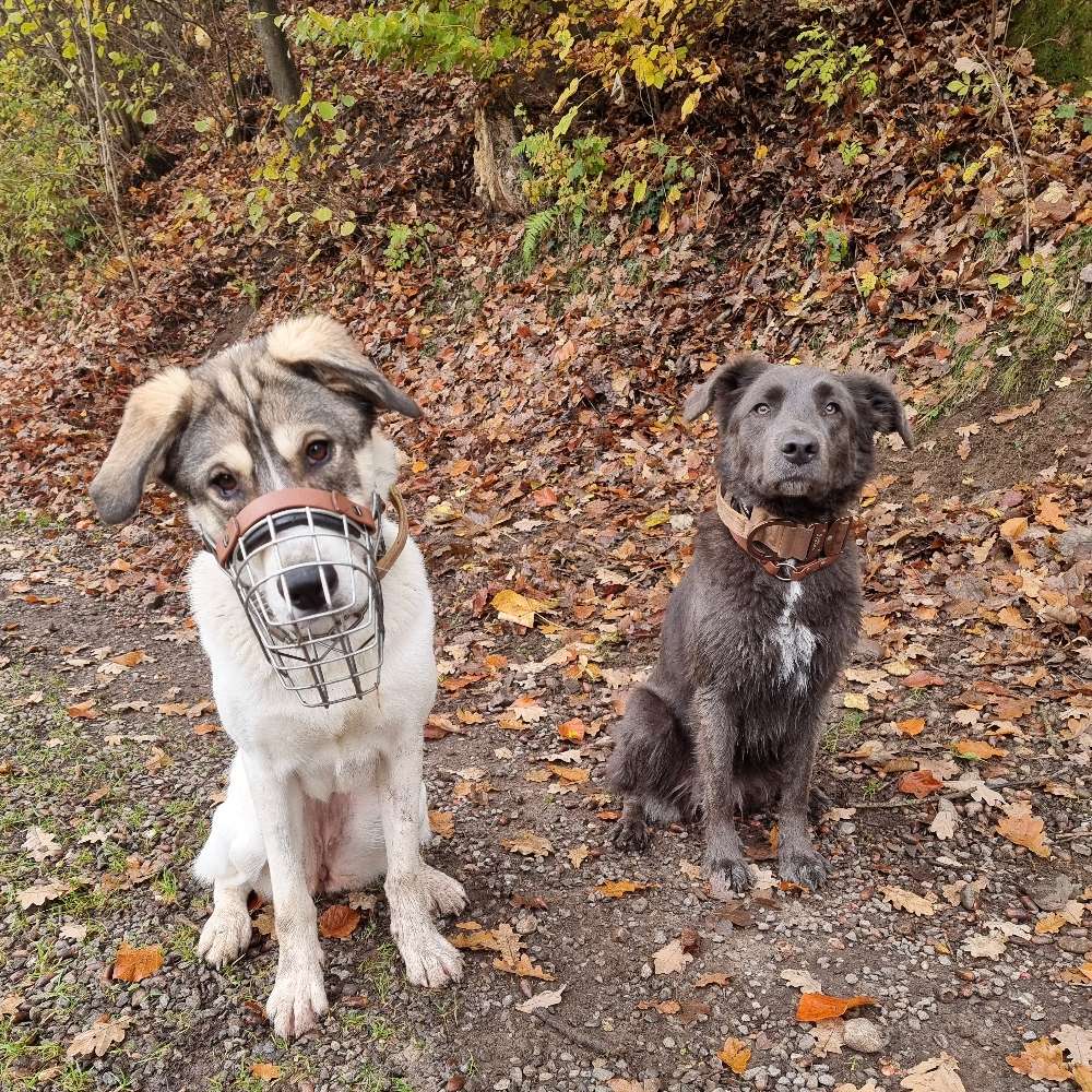 Hundetreffen-Gemeinsam Spielen und Gassi gehen-Profilbild