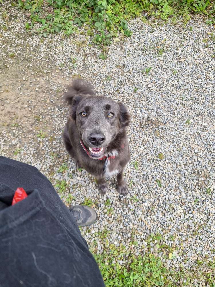 Hundetreffen-Gemeinsam Spielen und Gassi gehen-Profilbild