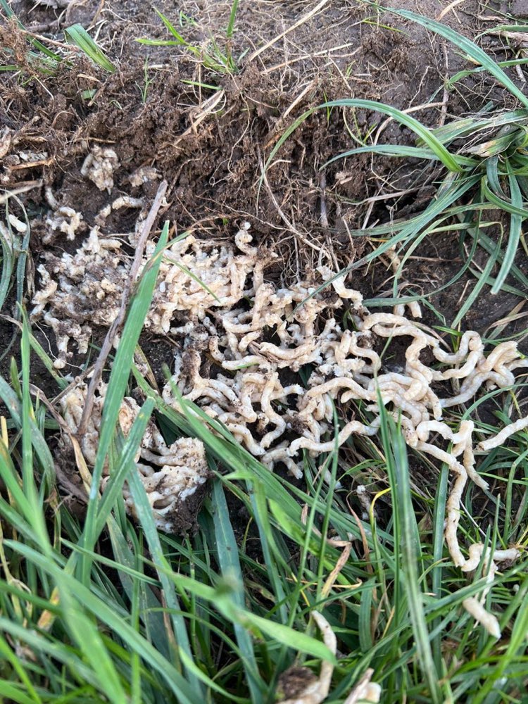 Giftköder-Ausgelegtes Hackfleisch-Profilbild