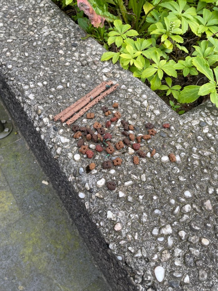 Giftköder-Ausgelegte Leckerlies-Profilbild