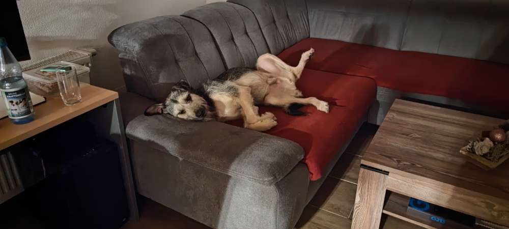 Hundetreffen-Leinenbegegnung-Profilbild